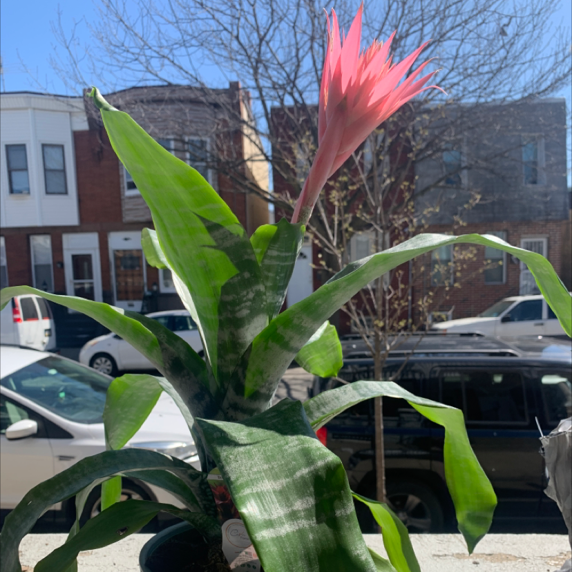Urn Plant plant photo by @cierracarty named Harper on Greg, the plant care app.