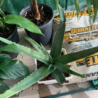 Aloe Vera plant in Philadelphia, Pennsylvania