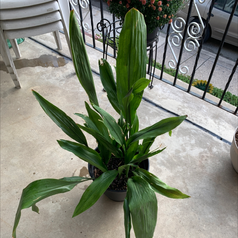 Cast Iron Plant plant photo by @cierracarty named Aria on Greg, the plant care app.