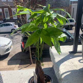 Money Tree plant in Philadelphia, Pennsylvania
