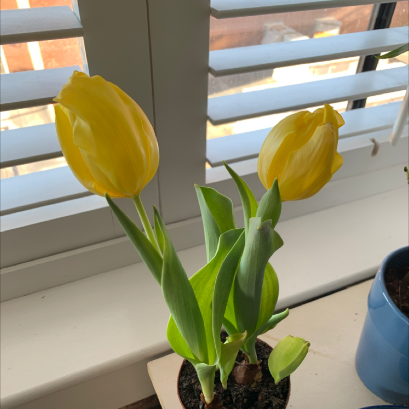 Garden Tulip with two yellow flowers and green leaves on a windowsill.