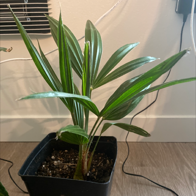Healthy Rhapsis palm plant in black plastic pot on wooden surface, with long thin green leaves and visible soil.