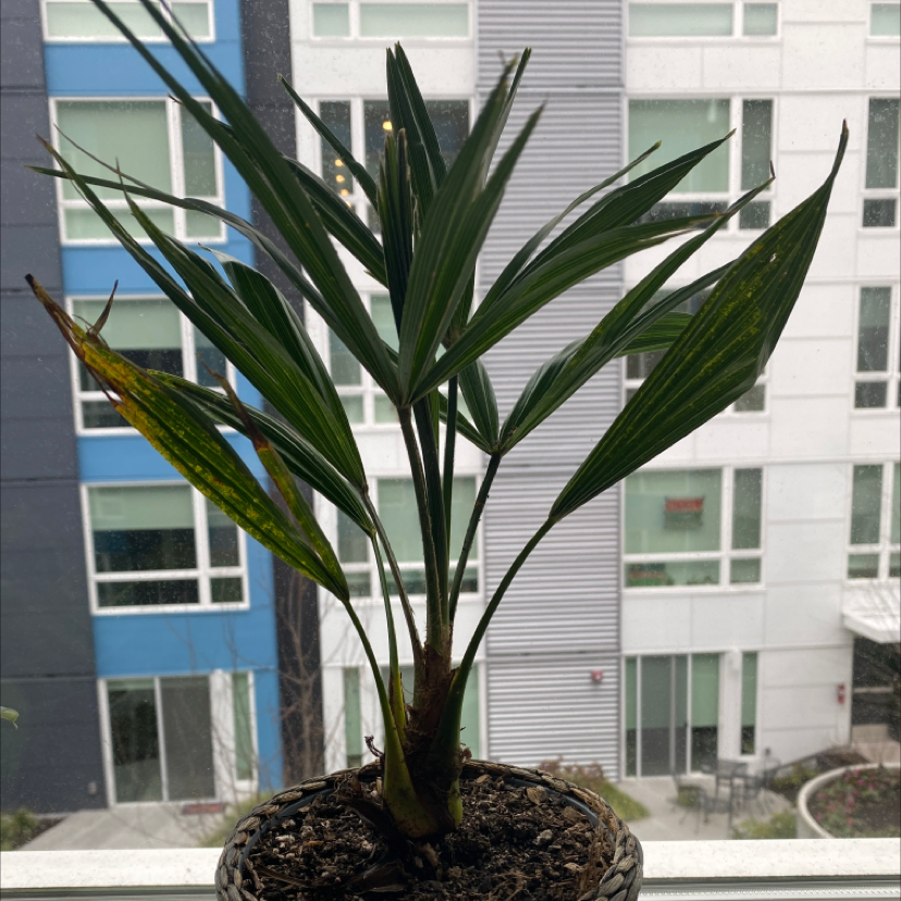 Healthy young Rhapis palm in a small pot with rocky soil, positioned in front of a large residential building.