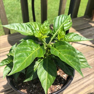 Pepper Plant plant in Chickamauga, Georgia