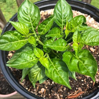 Pepper Plant plant in Chickamauga, Georgia