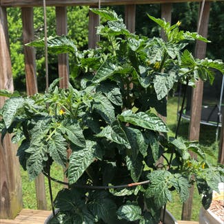 Tomato Plant plant in Chickamauga, Georgia