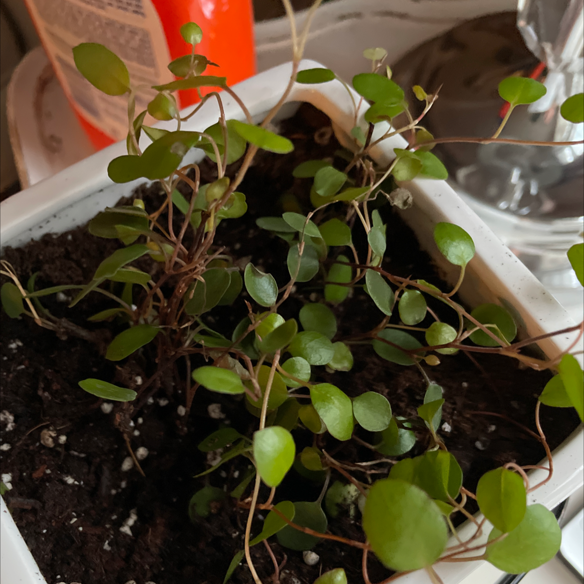 Sprawling Wirevine plant in a white pot with healthy green leaves and visible soil.