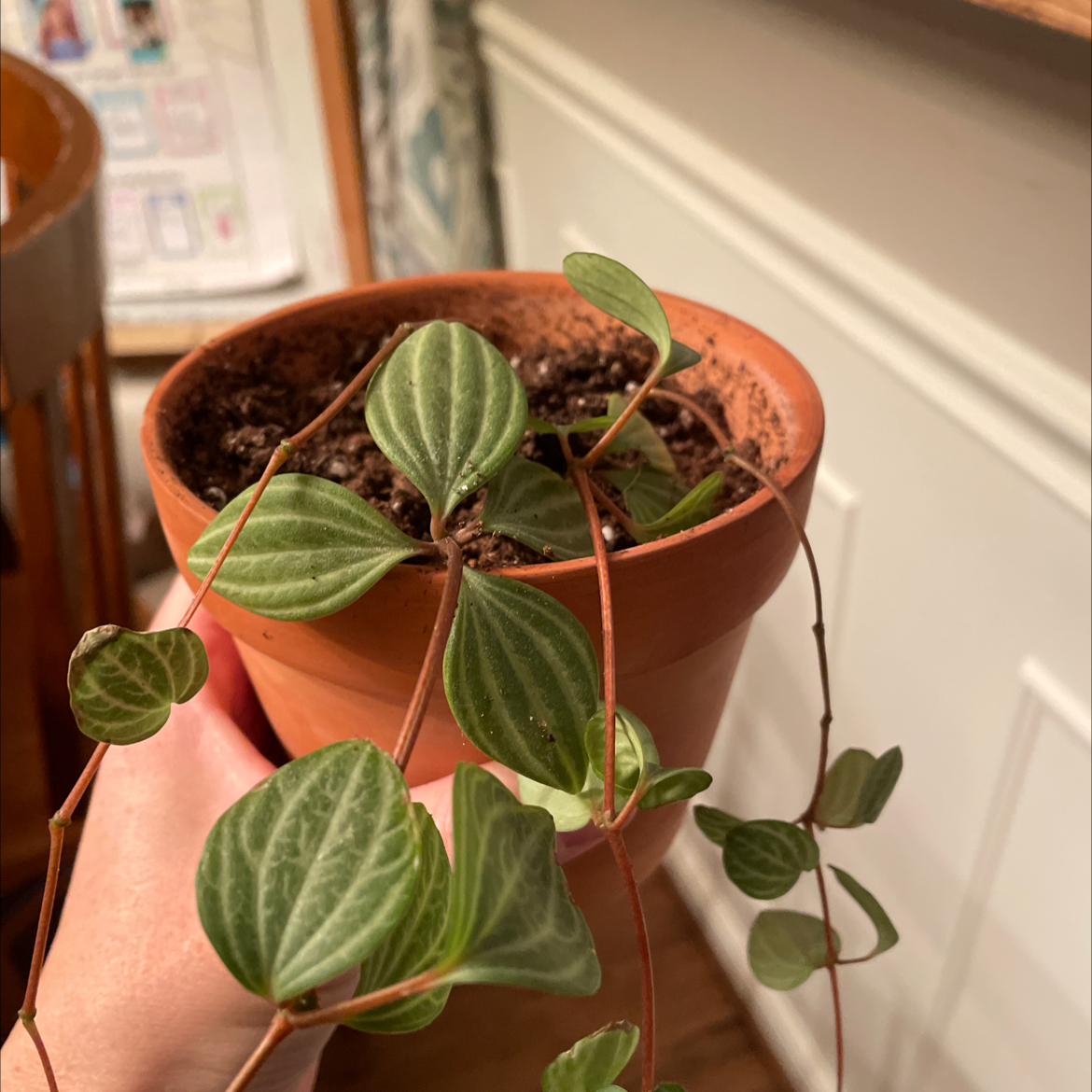 Potted Radiator Plant with green, striped leaves. Soil and hand holding the pot are visible.
