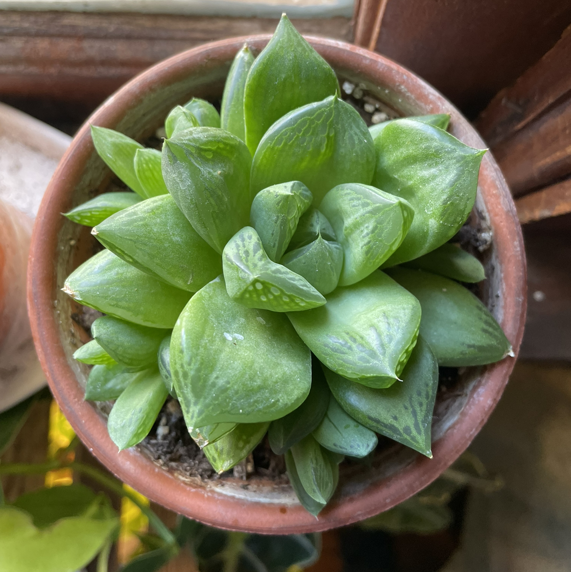 Photo of the plant species Cathedral Window Haworthia by @heathenplantmom named Coco on Greg, the plant care app