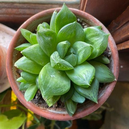 Photo of the plant species Cathedral Window Haworthia by @heathenplantmom named Coco on Greg, the plant care app