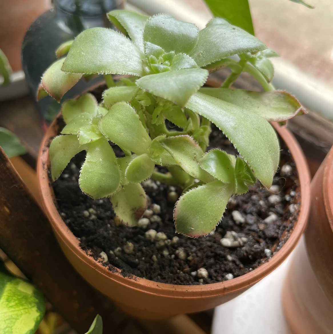 Potted Haworth's Aeonium succulent with healthy, fleshy leaves and visible soil.