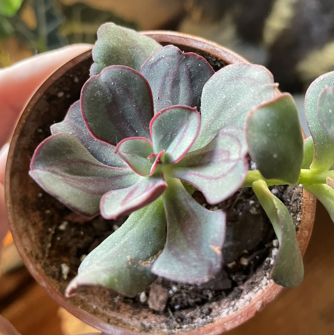 Painted Echeveria plant in a small pot, held by a hand.