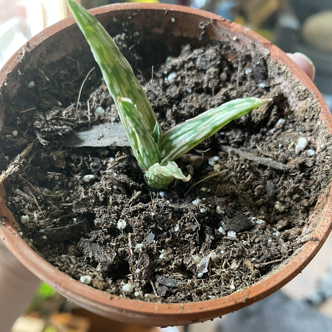 Snowflake Aloe plant in a pot with visible soil, appears healthy.