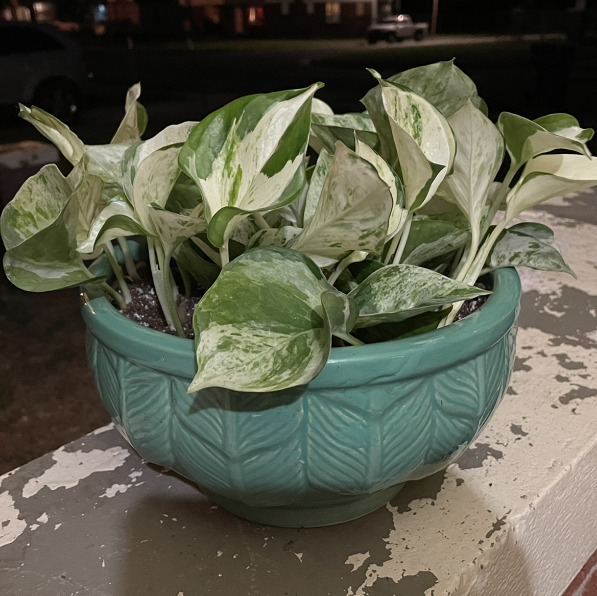 Manjula Pothos plant in a decorative pot with variegated leaves.