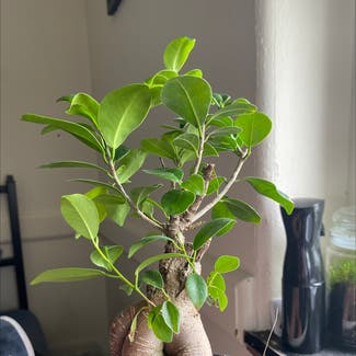 Ficus Ginseng plant in Cohasset, Massachusetts