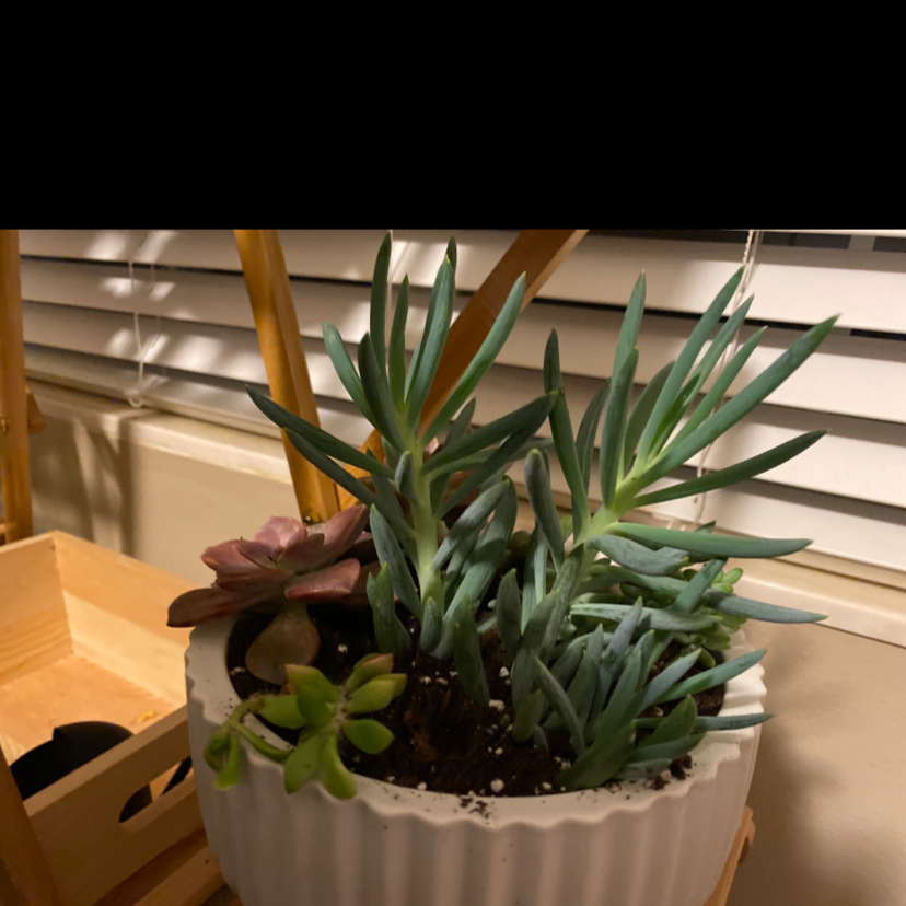 Potted Narrow-Leaf Chalk Sticks plant with healthy, elongated leaves. Soil is visible.