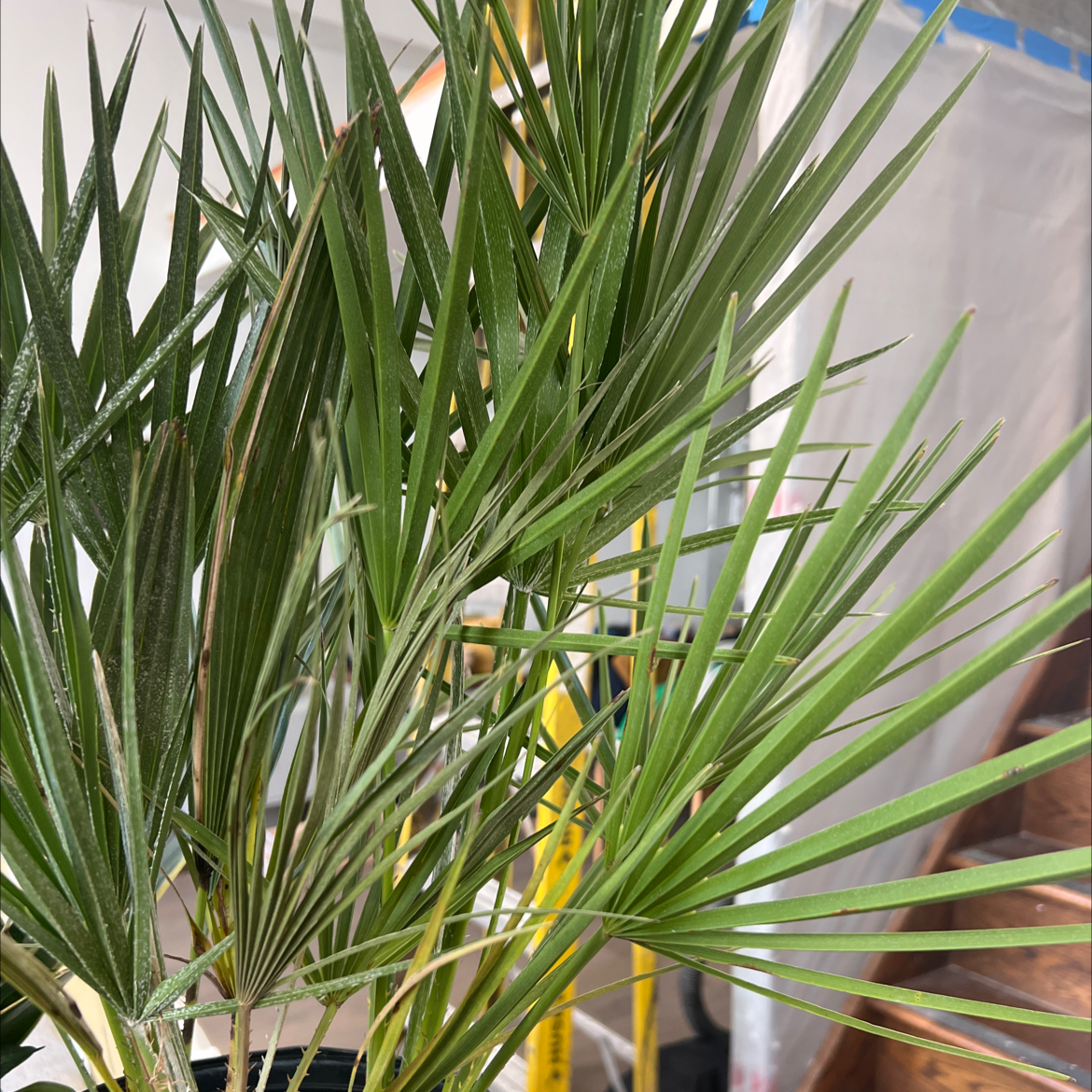 European Fan Palm with green, fan-shaped leaves indoors.