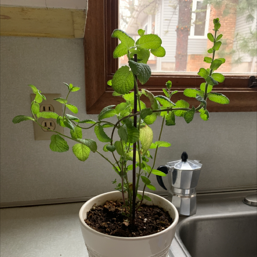 Healthy Apple Mint plant in a white pot on a kitchen counter near a window.
