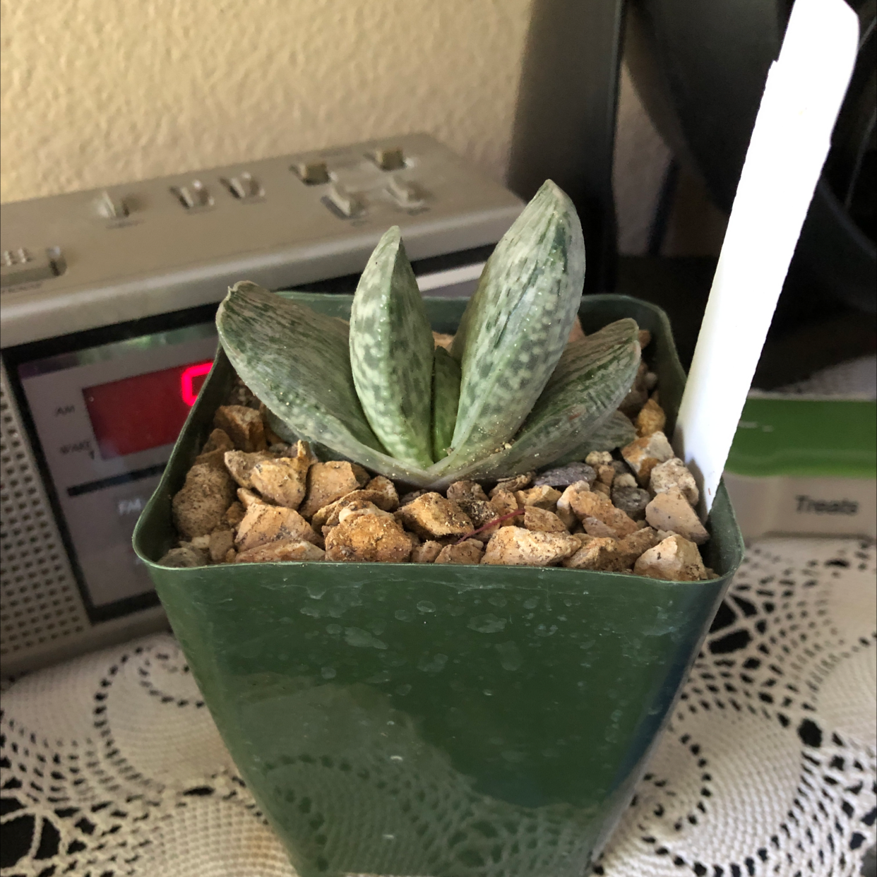 Photo of the plant species Gasteria 'Shozoden' by @BlazingCyclamen named Gasteria sakura fuji on Greg, the plant care app