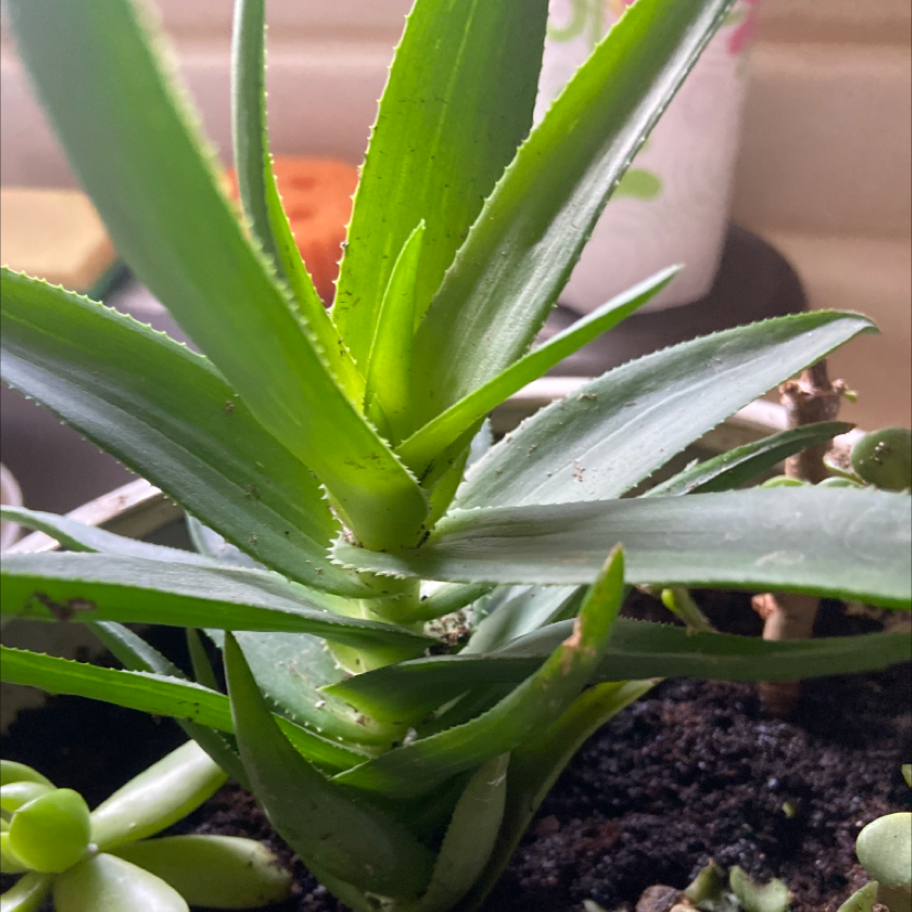 Healthy Fynbos aloe plant with vibrant green leaves in a pot.