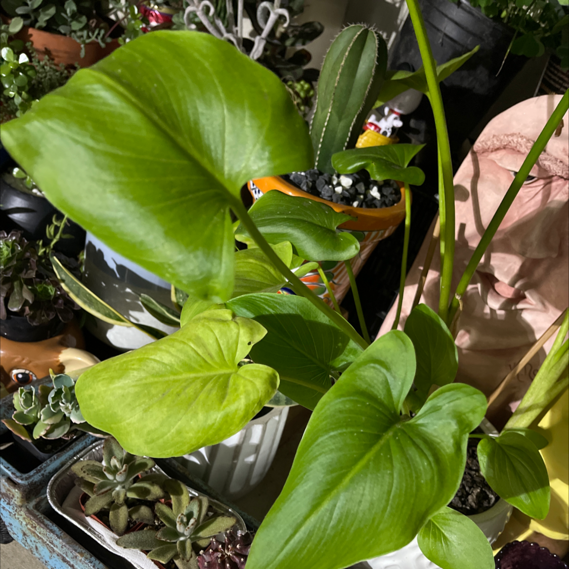 A thriving Calla Lily plant with large, healthy green leaves, growing in a container with smaller plants around it.