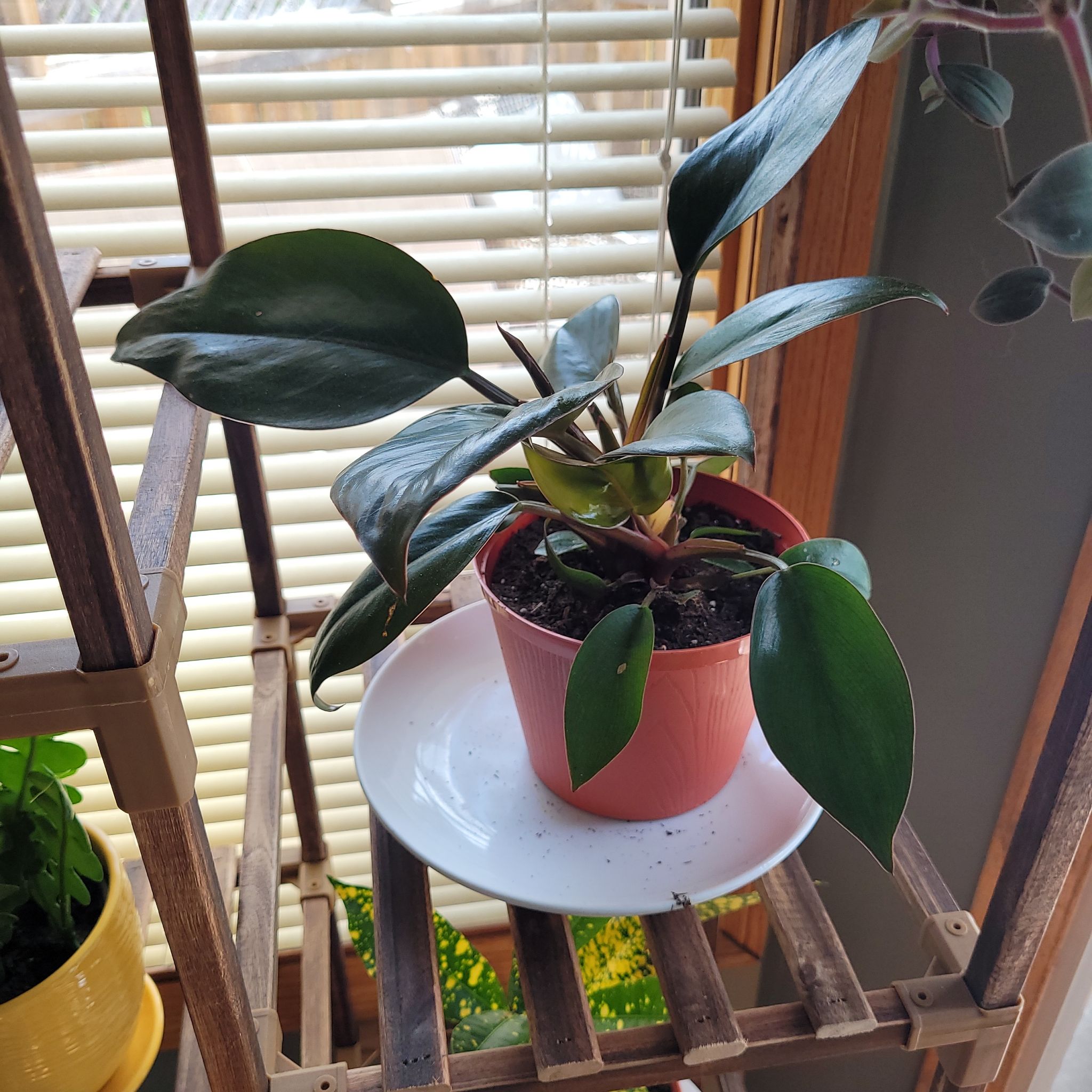 Philodendron 'Black Cardinal' in a pot on a white plate, healthy dark glossy leaves.