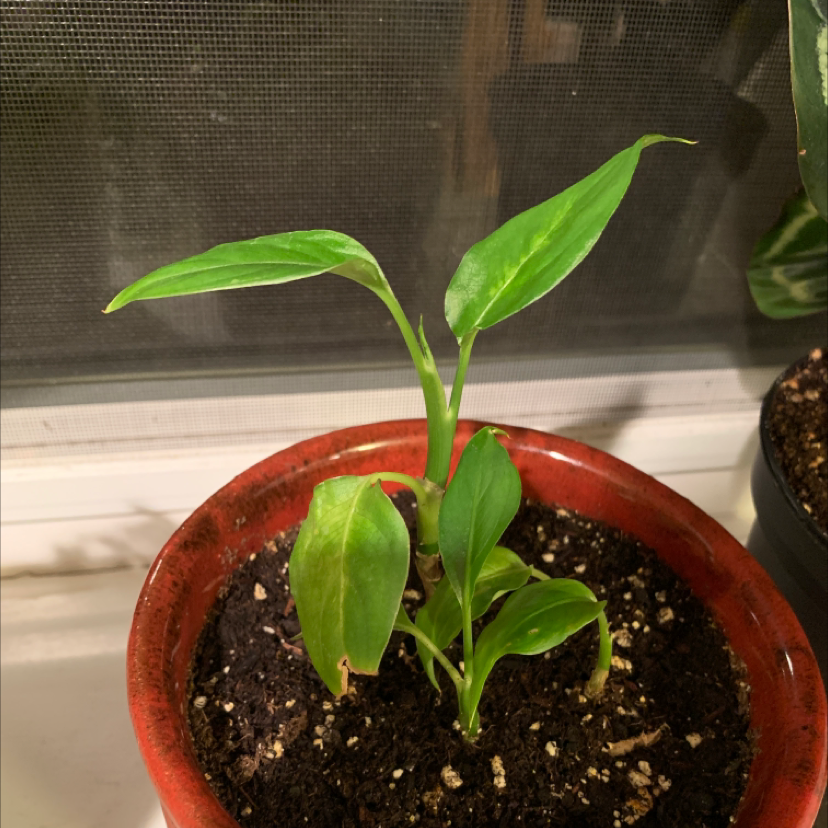Dieffenbachia 'Camille' plant in a red pot with visible soil and slight browning on one leaf.