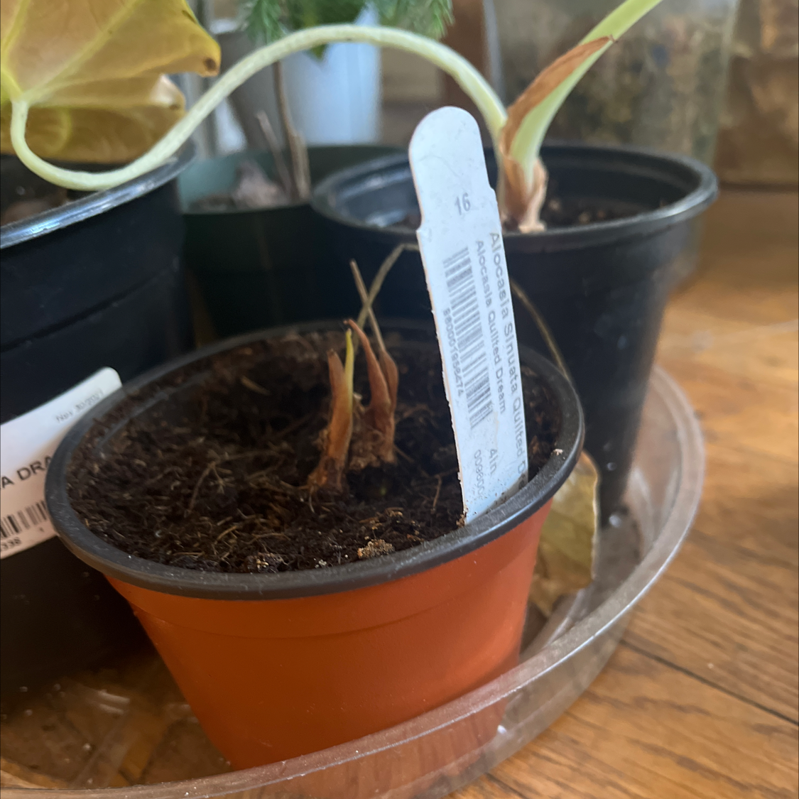 Potted Jewel Alocasia plant with visible soil and some yellowing and browning leaves.