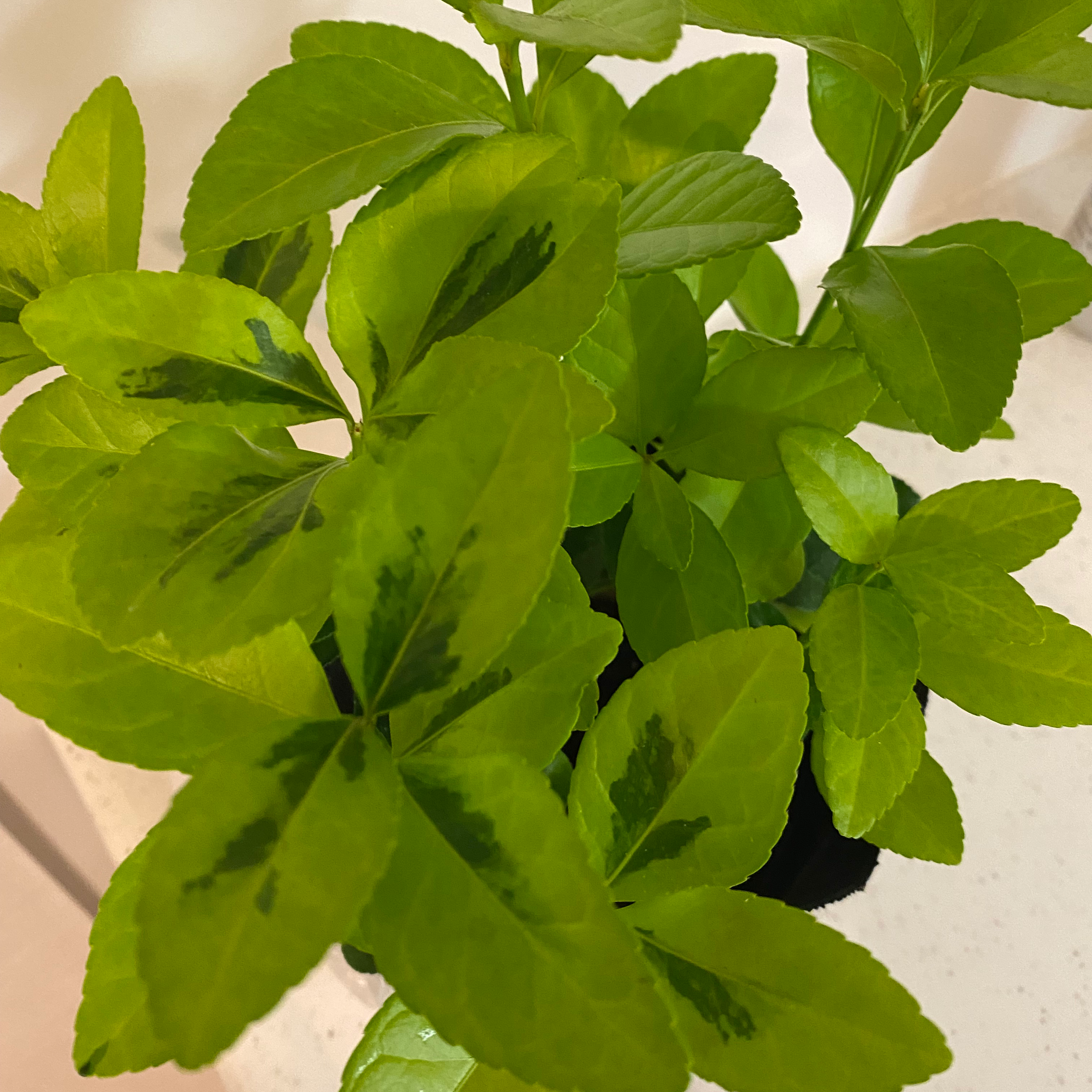 Healthy Japanese Spindle plant with vibrant green leaves.