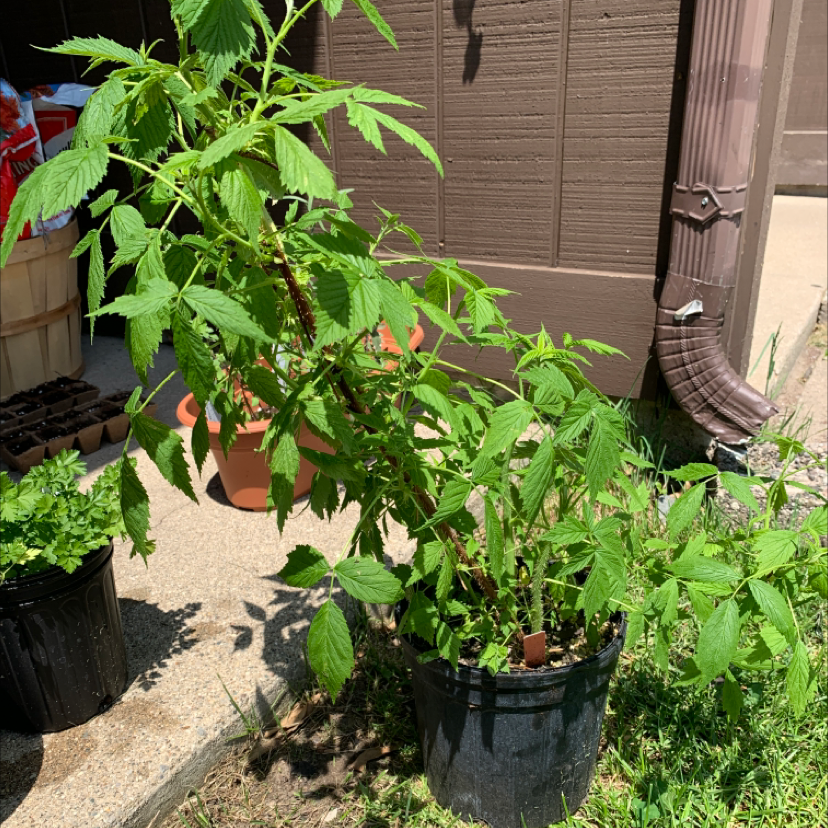 Photo of the plant species Golden Evergreen Raspberry by @CaptainDaddyXL named Golden Raspberries on Greg, the plant care app