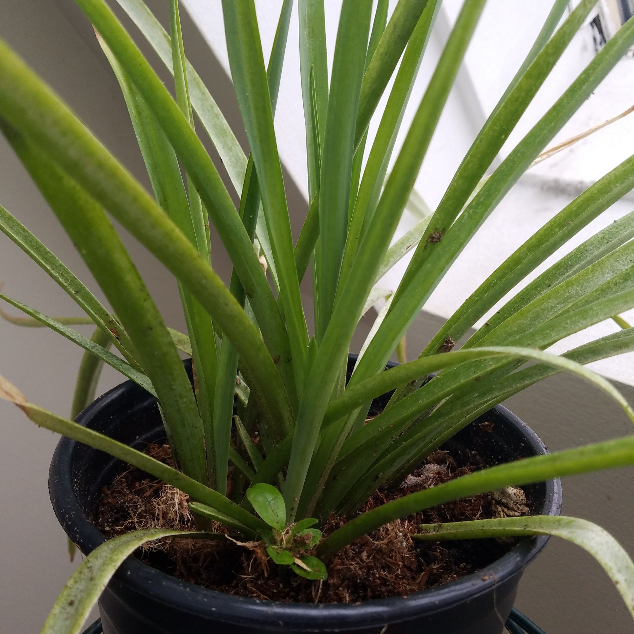 Photo of the plant species Flat-Top Whiteweed by @FavoredLuscious named Azucena on Greg, the plant care app