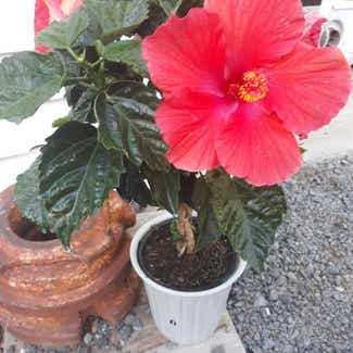 Chinese Hibiscus plant in Greenville, New York