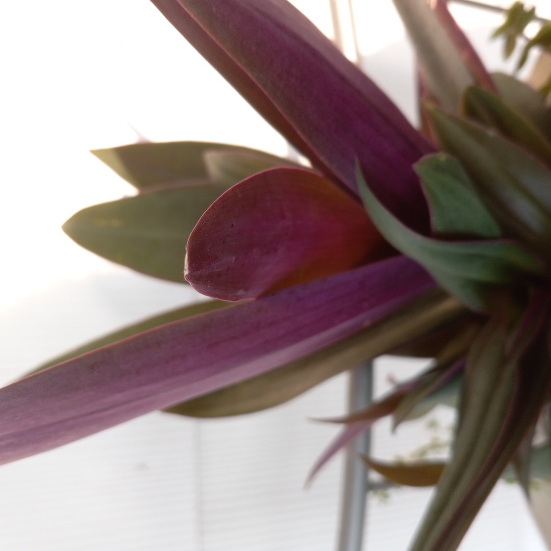 Photo of the plant species Imperial Fritillary by @RespectableGray named Kendall on Greg, the plant care app