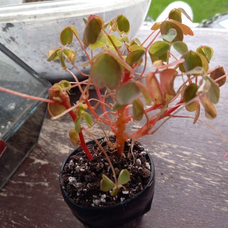 Photo of the plant species Oxalis Stricta by @RespectableGray named Sanders on Greg, the plant care app