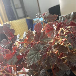 Clubed Begonia plant in Caseyville, Illinois