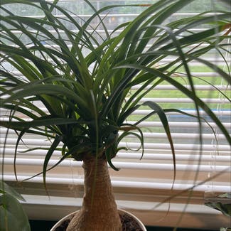 Ponytail Palm plant in Caseyville, Illinois