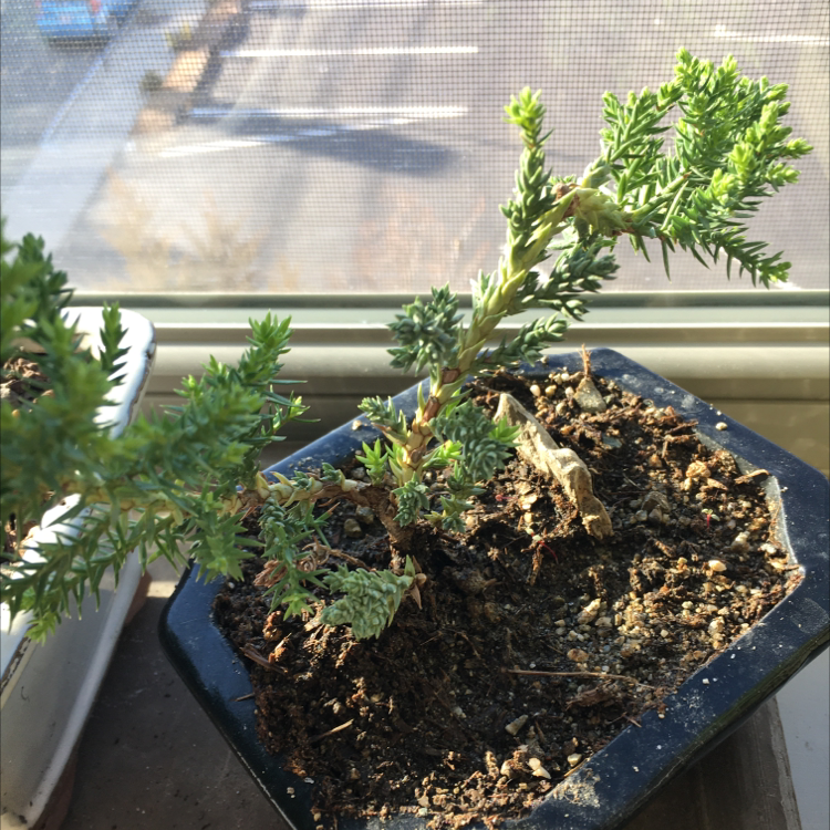Photo of the plant species Needle Juniper by @JacksMagicalGarden named Bigleef Smalls on Greg, the plant care app