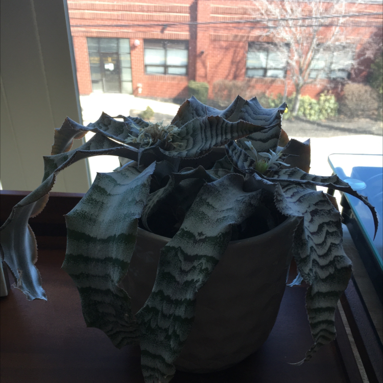 Urn Plant in a pot on a windowsill with wilted and discolored leaves.