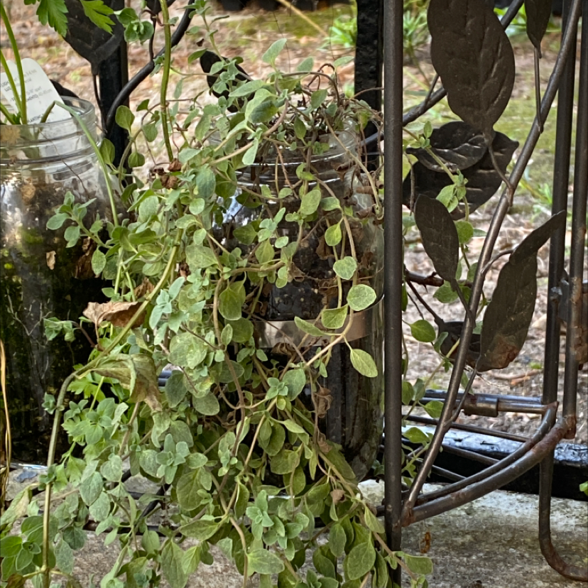 Healthy mature oregano plant with thin green leaves growing outdoors next to a metal chair or ladder.