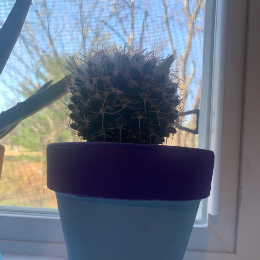 Potted Mexican Pincushion cactus on a windowsill with a view of trees.