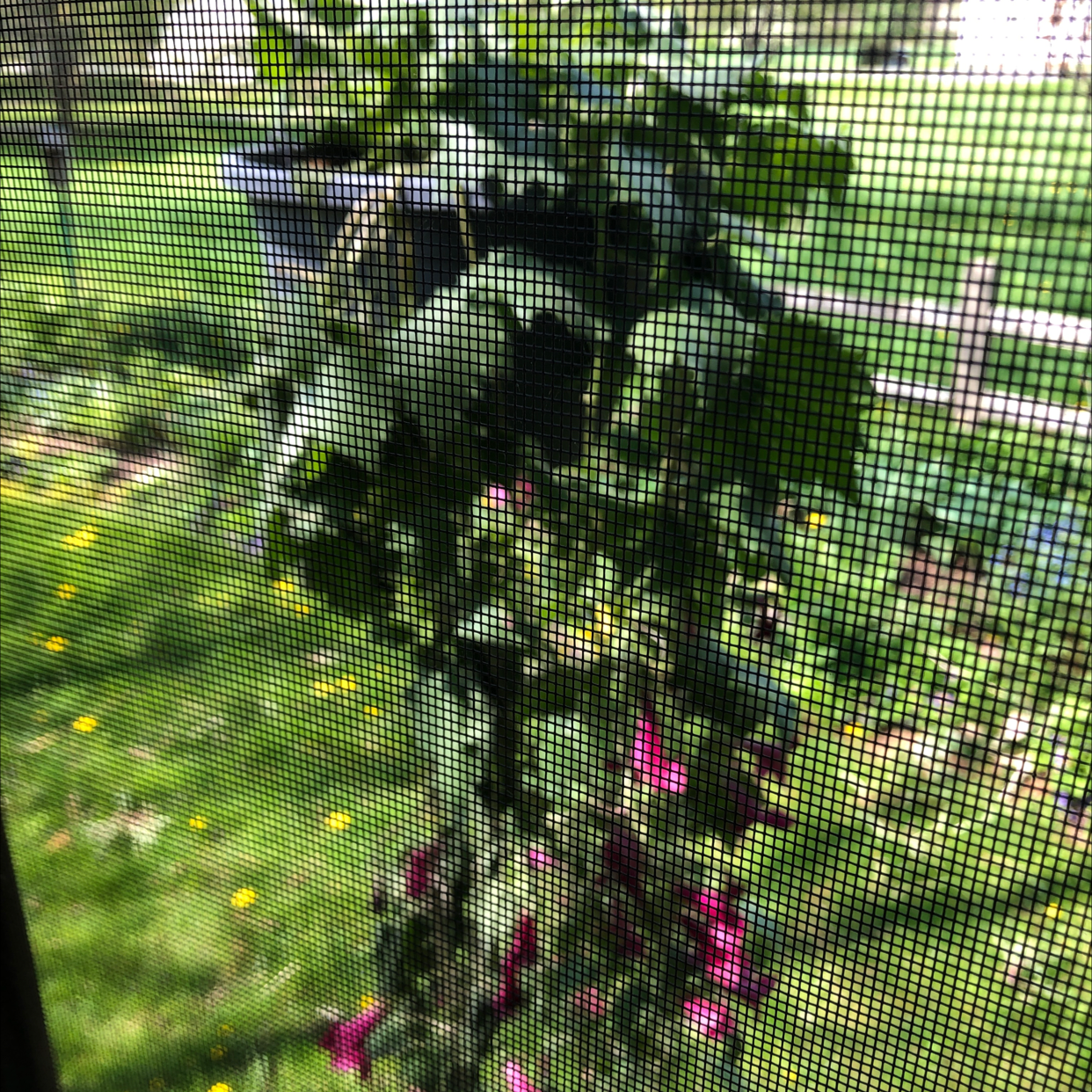 Plant care for Devil's Claw on Greg, the plant care app