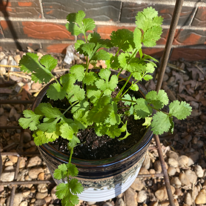 Potted coriander plant with healthy green leaves in a well-lit area.