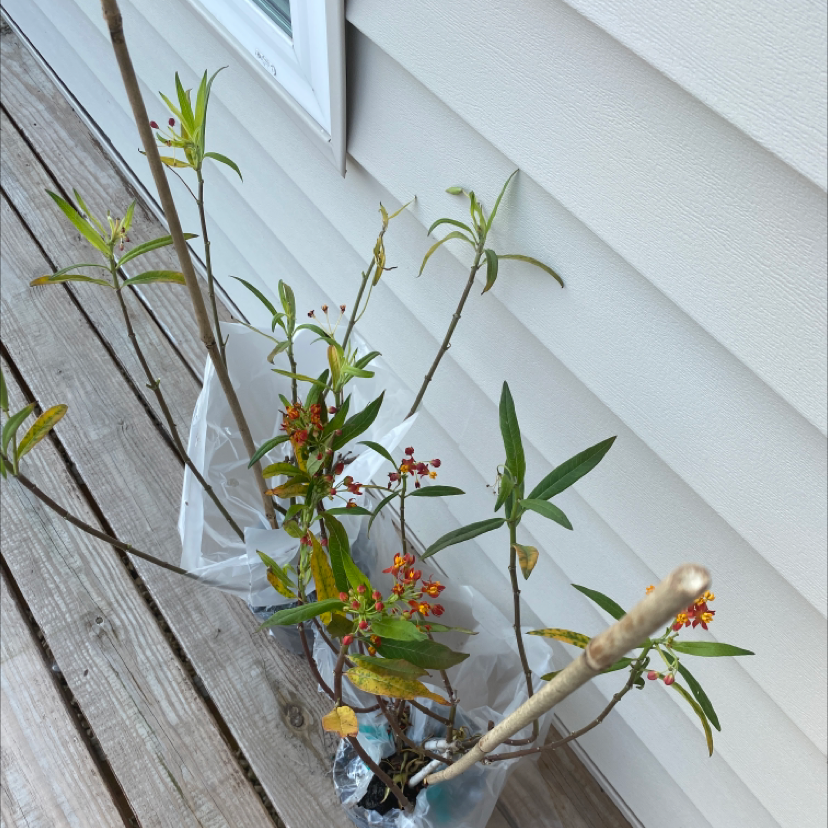 Scarlet Milkweed plant with red and yellow flowers, some leaves yellowing.