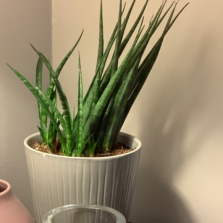How Much Humidity Does My Common Thyme Need?