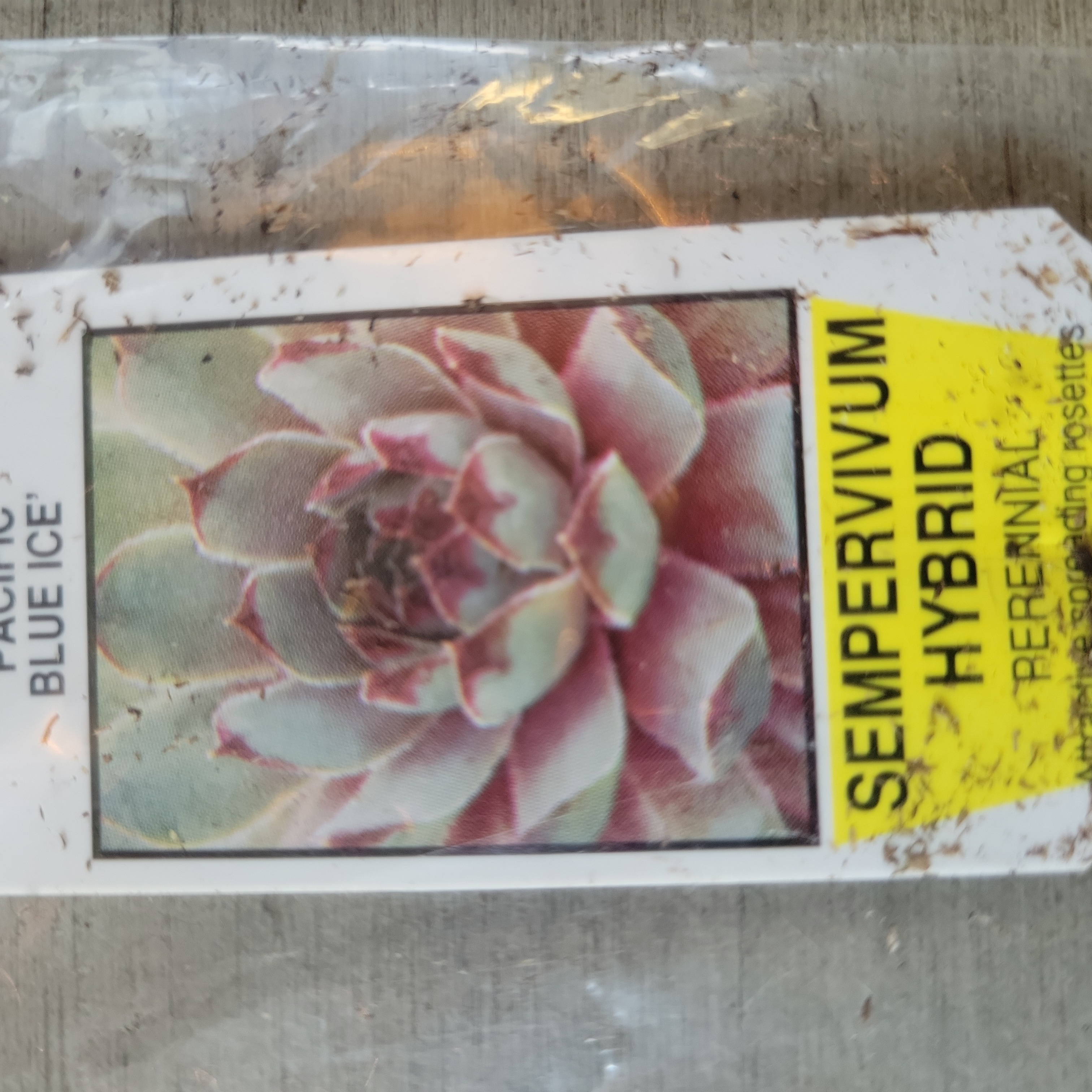 Photo of the plant species Sempervivum 'Pacific Blue Ice' by @SnappyMirabilis named Blue Ice on Greg, the plant care app