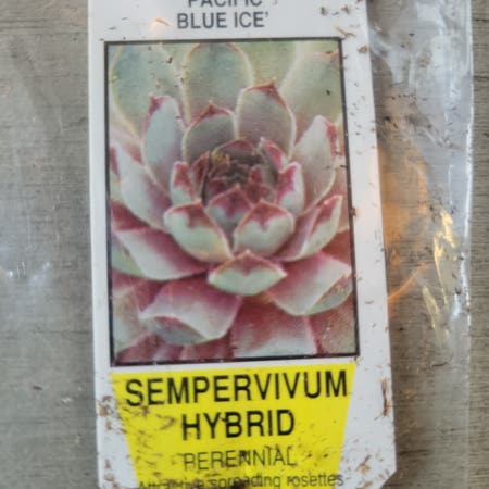 Photo of the plant species Blue Ice Hen and Chicks by Snappymirabilis named Blue Ice on Greg, the plant care app