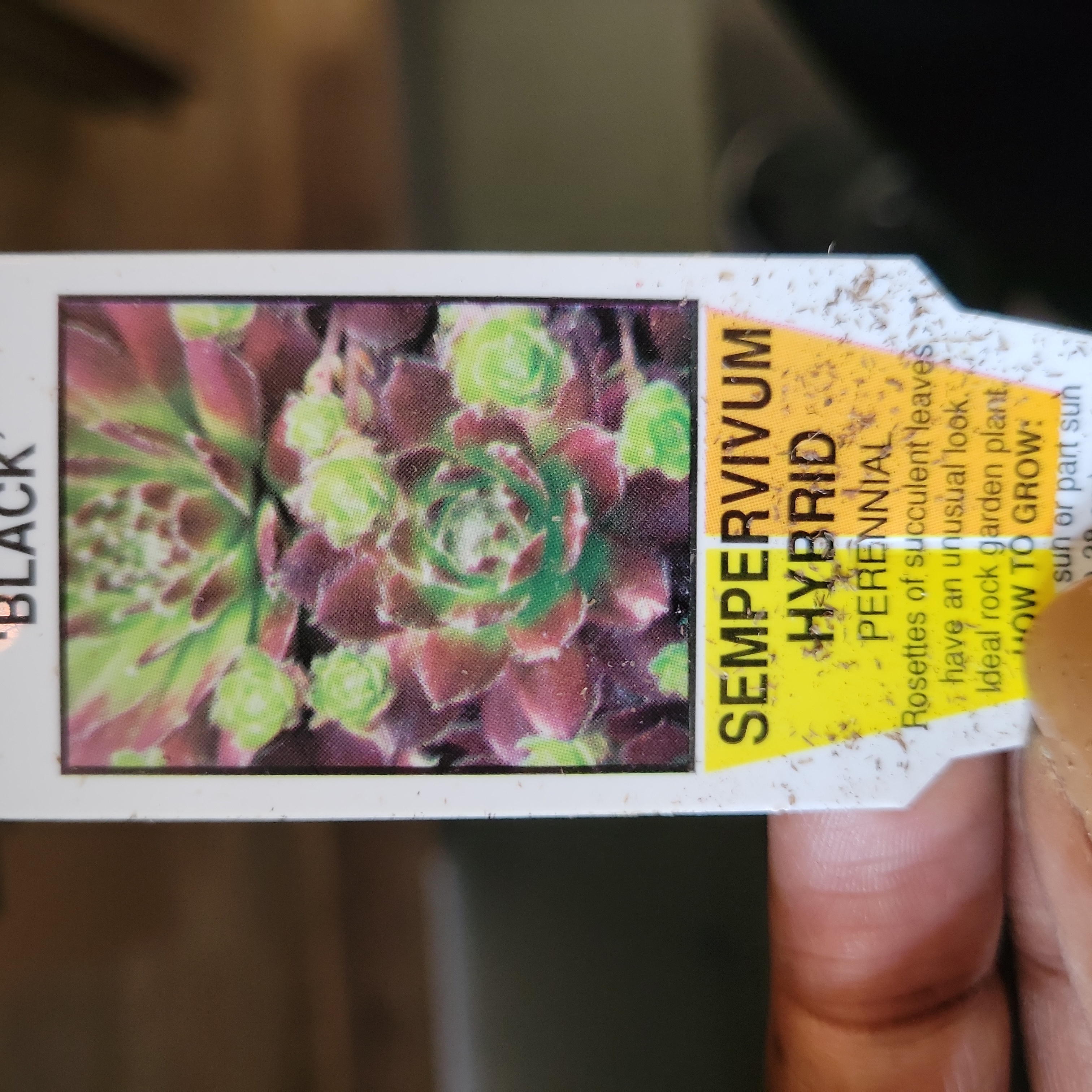 Photo of the plant species Sempervivum 'Black' by @SnappyMirabilis named Black on Greg, the plant care app