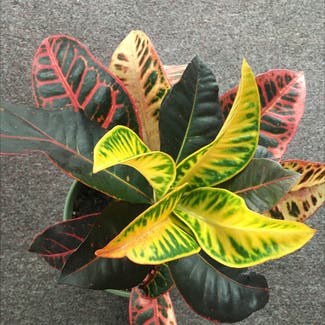 Croton 'Petra' plant in Worcester, Massachusetts