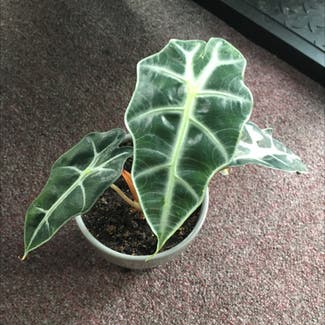 Alocasia Polly Plant plant in Worcester, Massachusetts