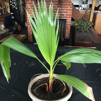 California Fan Palm plant in Worcester, Massachusetts